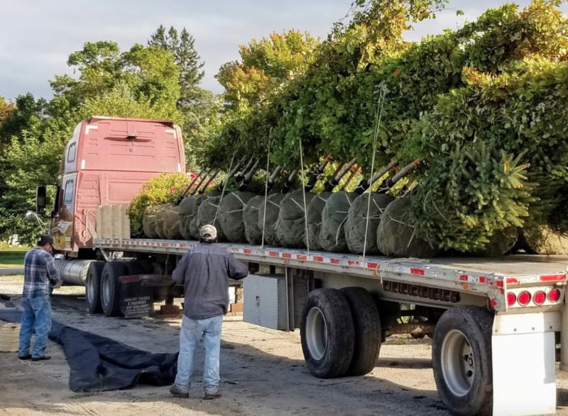 Wholesale Trees Loading
