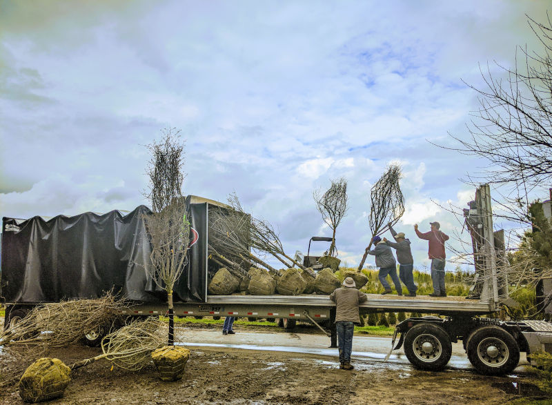 Wholesale Trees Loading